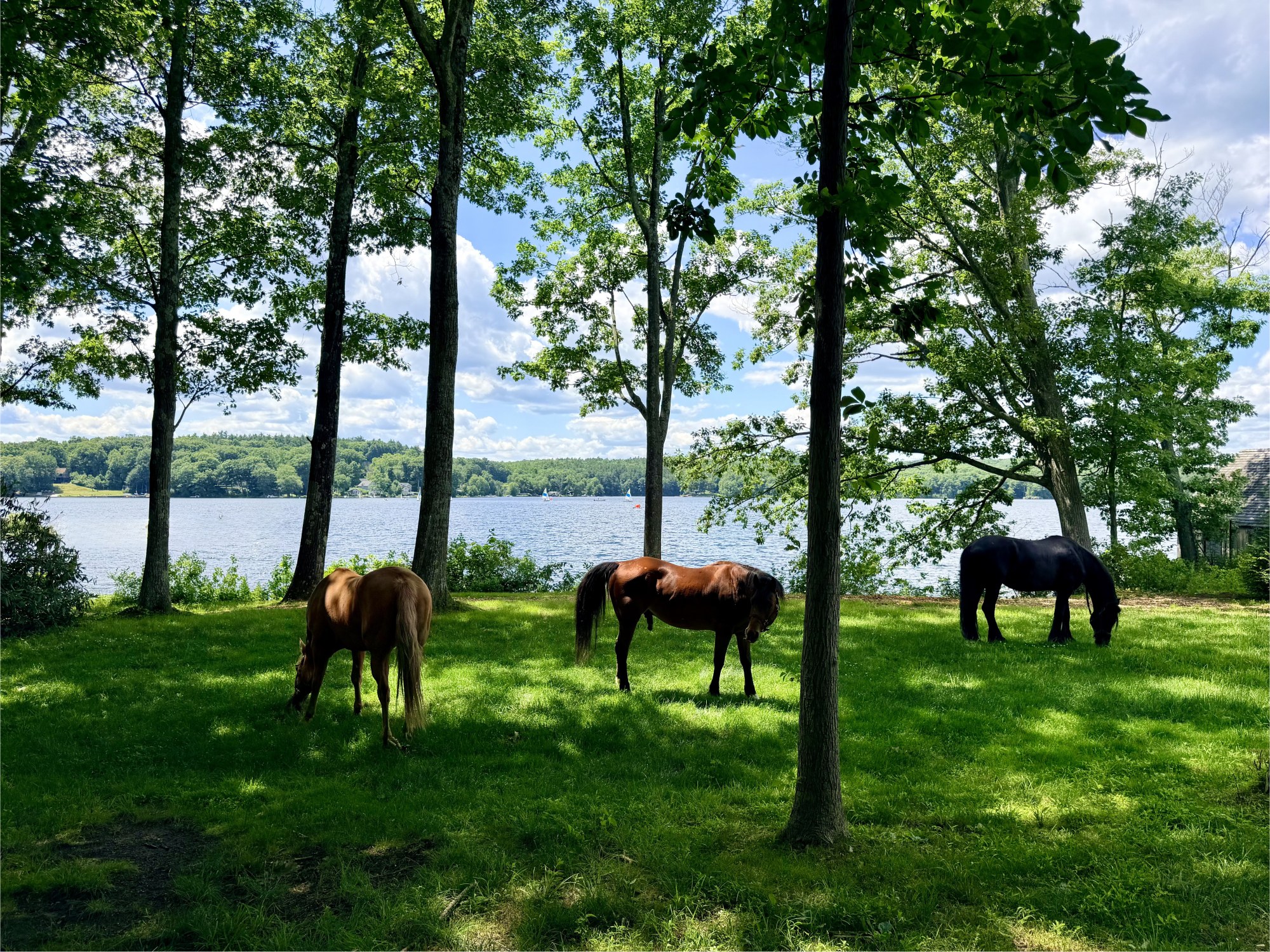 Horses grazing under the trees by the lake