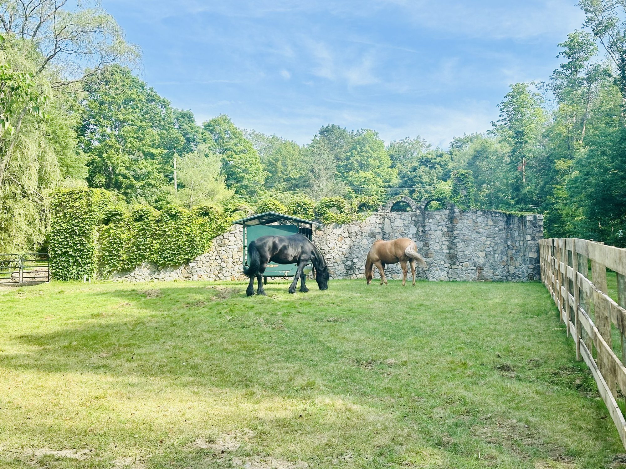 Horses in the lakeside paddock