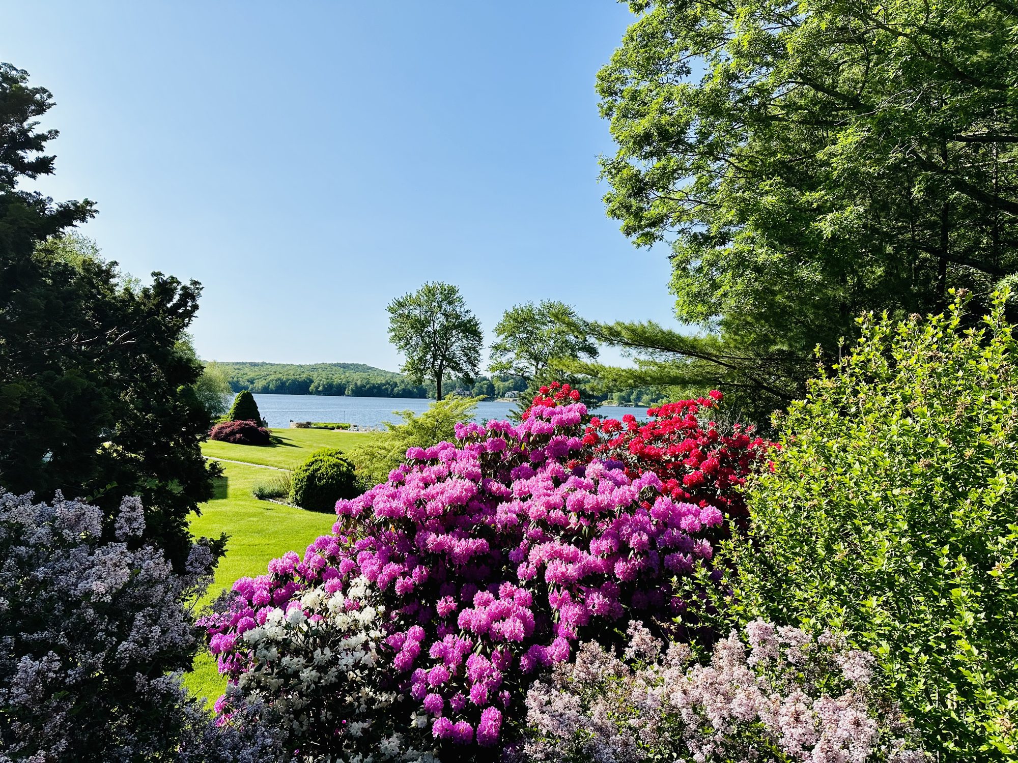 Spring blossoms overlooking the lake